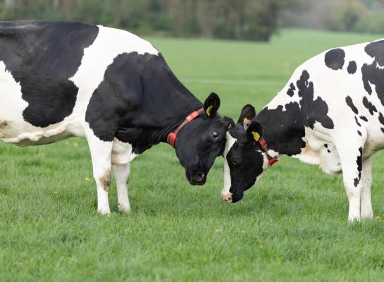 Weiden blijft in sommige regio's uitdagend door de grote hoeveelheid regen