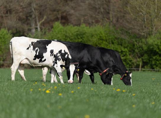 Het aandeel van de bedrijven dat vers gras voert, blijft met 95 procent hoog.