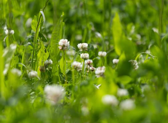 Productief kruidenrijk grasland is beter voor de biodiversiteit dan blijvend Engels raaigras, maar is geen vervanger van extensief kruidenrijk grasland