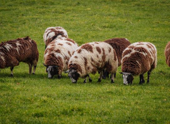 Er zijn inmiddels 67 verdenkingen van besmetting met blauwtong