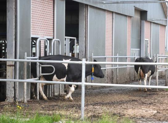 Bij robotmelken draait het erom de koeien een vast ritme aan te leren en ze daarmee in beweging te houden