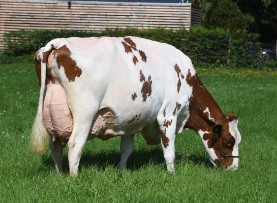 Trillie 171 won onlangs het algemeen kampioenschap op de eerste Nationale Roodbont Show