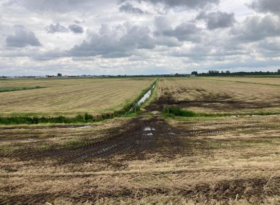 De listeriabacterie kan in het voer komen via het inkuilen van grond