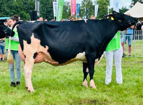 Topcross Anna 267 (v. Goldwyn) was de sterkste bij de senioren (foto: Auke Landman)