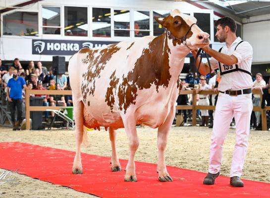 Massia 7273 is de derde koe die kort na optreden in Marienheem 93 punten kreeg