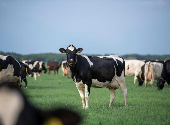 Weidebedrijven realiseren lagere voerkosten en een hoger melkprijs