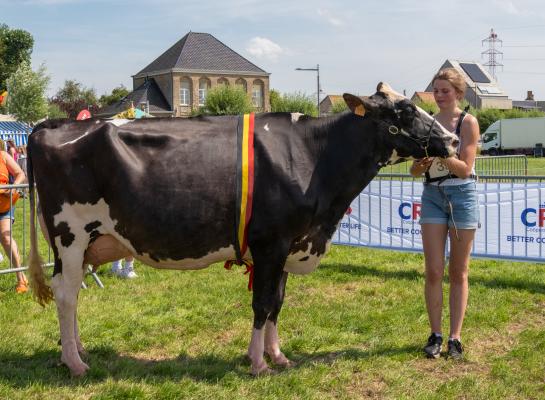 Kemdale Dropkick Belly, algemeen kampioene in Wulpen (foto Regine Foket)