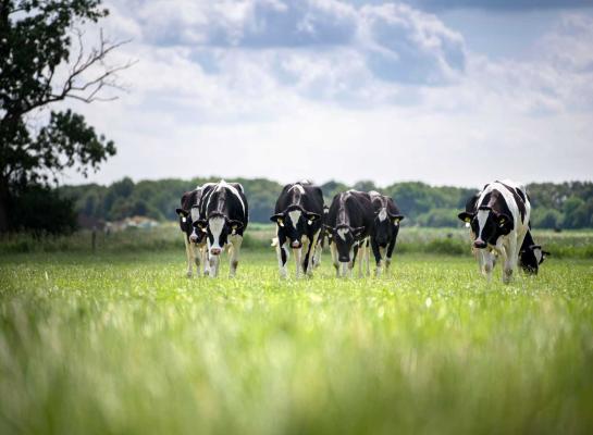 Probeer het vele gras zoveel mogelijk rechtstreeks in de koeien en het jongvee te krijgen, tipt De Weideman