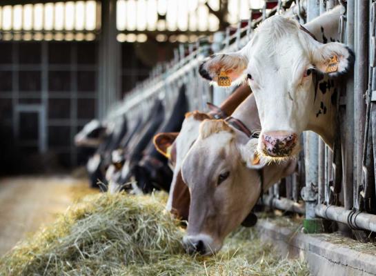 België is sinds 2003 officieel vrij van rundertuberculose