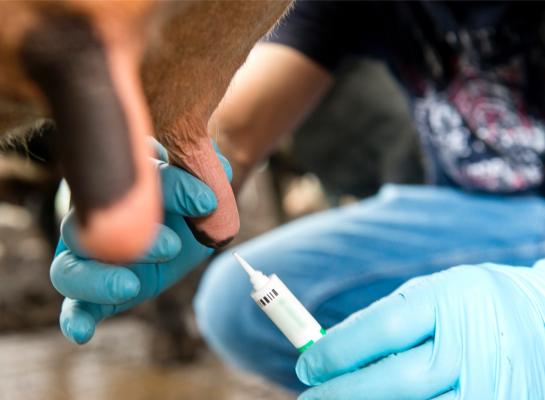 De vijftien bedrijven zijn geselecteerd op basis van de hoeveelheid via de dierenarts aangekochte droogzetters ten opzichte van het aantal aanwezige melkkoeien