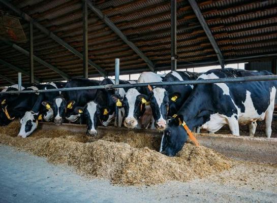 Afbeelding1 speerstra.jpg