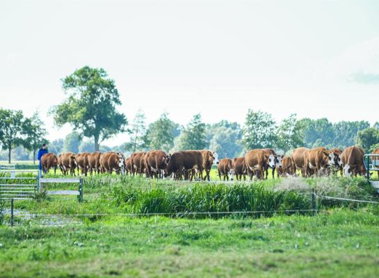 De huidige fokdoelen sluiten deels aan bij de wensen van natuurinclusieve melkveehouders, maar er is behoefte aan meer maatwerk per ras en bedrijfstype, concluderen de onderzoekers van Wageningen Livestock Research