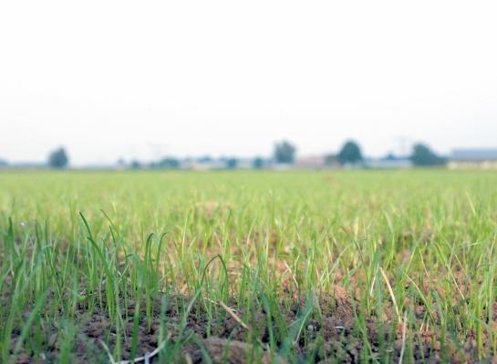 Aan de Belgische rassenlijst zijn zeven nieuwe Engelse raaigrasrassen en één nieuw rietzwenkgrasras toegevoegd