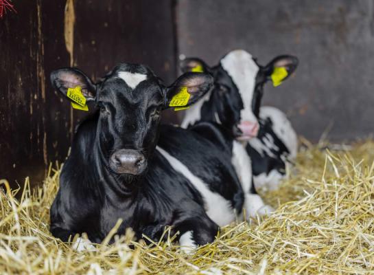 Door minder jongvee aan te houden kunnen veehouders de ammoniakuitstoot terugdringen