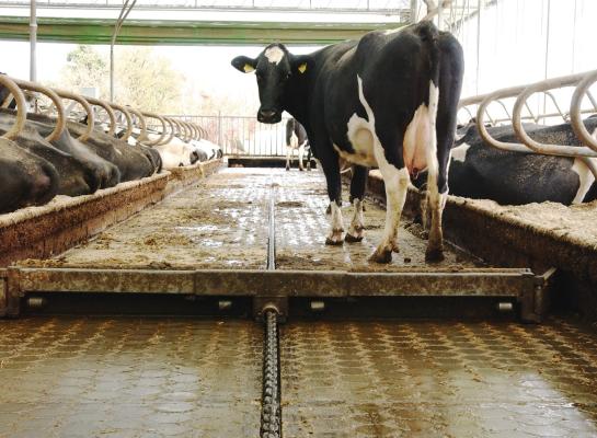De uitscheiding van stikstof via dierlijke mest daalde in 2024 met drie procent