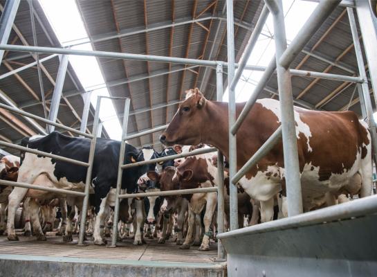 Over heel België kwam de melklevering per bedrijf uit op ruim 771.000 liter