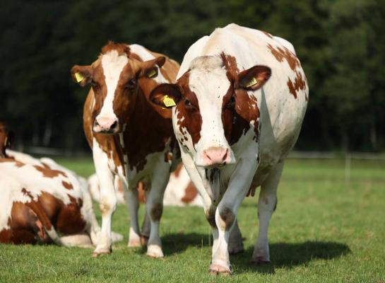 Meer uren weidegang zorgt voor een lagere ammmoniakemissie