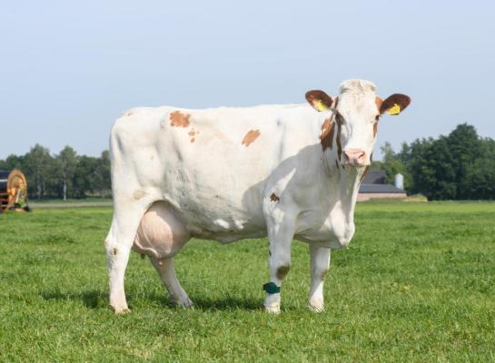 Suzan 493 (v Rudolf) werd nooit gespoeld, maar krijgt veel invloed via meerdere zonen die zijn ingezet als ki-stier (foto: Harrie van Leeuwen)