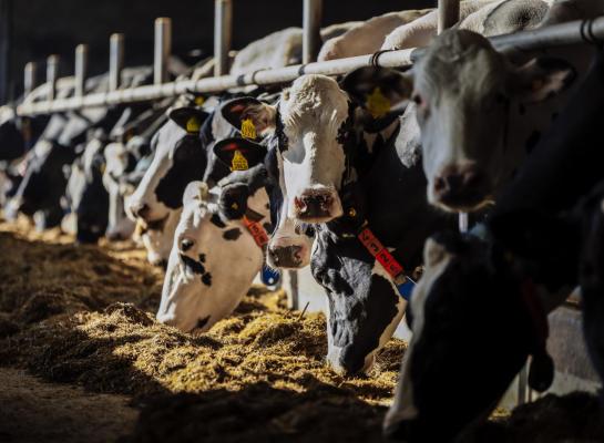 De melkproductie en het metabolisme veranderde bij reststromen uit de voedselindustrie als krachtvoervervanger niet. Wel is verder onderzoek nodig om de lange termijneffecten te bepalen