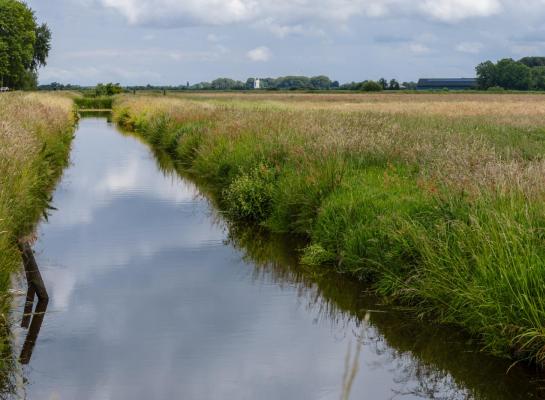 Zo’n 20 procent van het Nederlandse graslandareaal ligt in veenweidegebieden