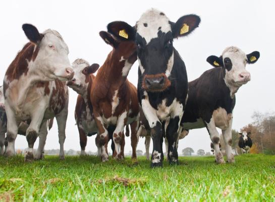 De jongveestapel daalde met eenderde in tien jaar tijd