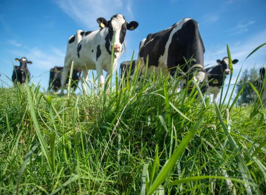 Morgen, 1 augustus, start de tweede 'meimaand'. Er kan veel gras gaan groeien en de voederwaarde verbetert naar verwachting licht