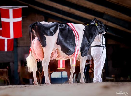 Dueholm Mystique zegevierde vorig jaar ook in Herning (foto: Guillaume Moy)