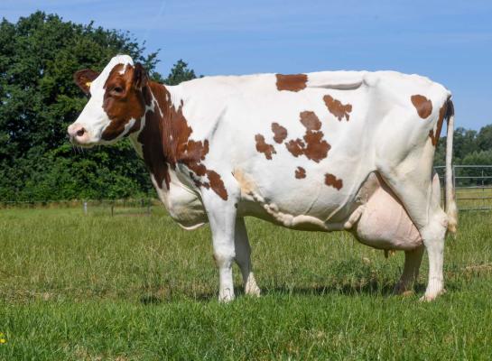 Tochtige koeien laten Sterkoe 3 Willemien 84 (v. Spencer) met rust (foto: Harrie van Leeuwen)