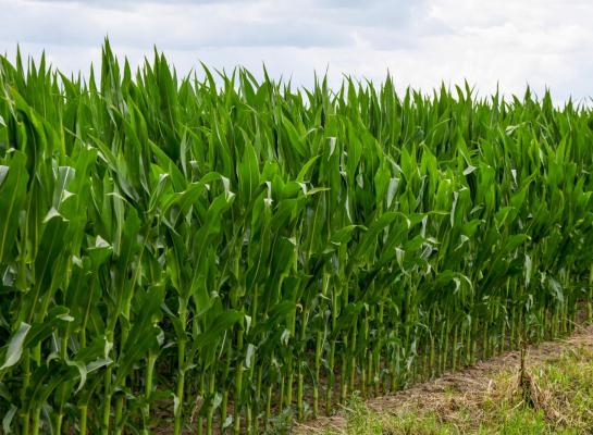 Op veel plaatsten staat de mais op punt van bloeien of staat de plant reeds in bloei