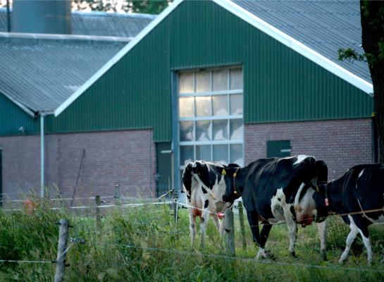 De namiddag en avond heeft bijzondere voordelen. De koeien zijn dan het meest actief en ze worden beloond met het lekkerste gras