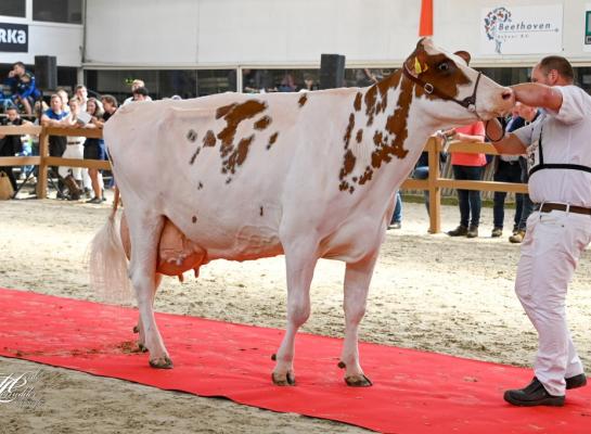 Giessen Cecibell 8 (v. Pitbull) in actie tijdens de Nationale Roodbontshow vorig jaar (foto Henk Lomulder)