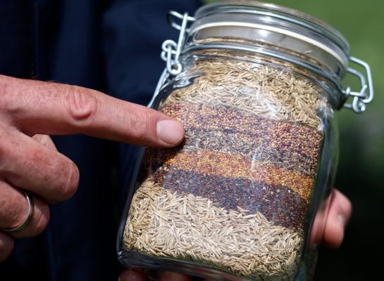 Graszaden kunnen flink variëren in het duizendkorrelgewicht.