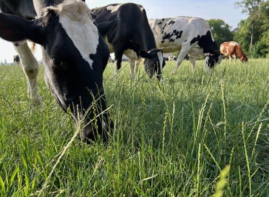 Veel koeien zijn loom en willen niet graag naar buiten
