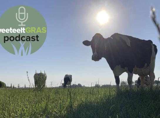 Het gras heeft op veel plaatsen last van de droogte