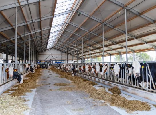 De veestapel is een mix van onder andere montbéliarde, Scandinavisch roodbont en fleckvieh
