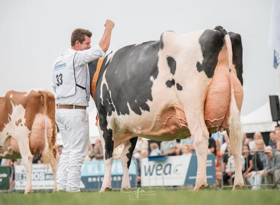 Carmen 5 won in Opmeer ook de titel bij de oudere koeien (foto: Fleur Maartje Bakker)