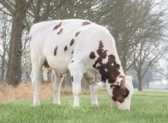Brakels Elevate is de hoogste Nederlandse stier in de roodbonte genoomlijst