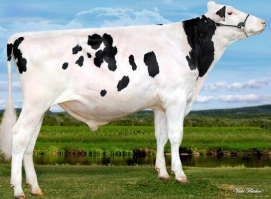 Stantons Remover PP, de koploper in de Canadese LPI-rangschikking is homozygoot hoornloos