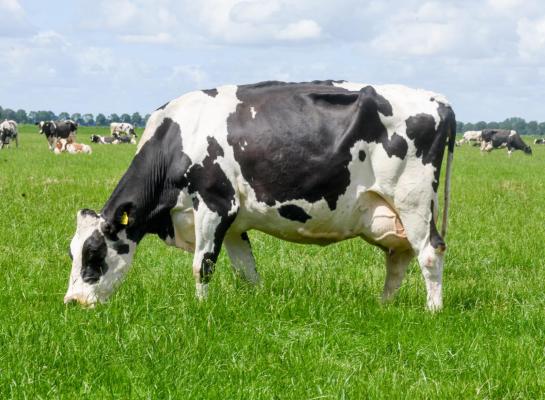 Klaasje 261 heeft volgens haar eigenaar alles in huis om een hoge levensproductie te halen. Zonder tegenslag maakt ze nog deze lactatie de tien ton vet en eiwit vol (foto: Harrie van Leeuwen)