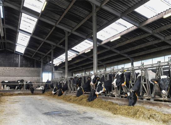 Sommige bedrijven hebben al voor vrijwillige stopzetting gekozen, anderen kunnen werken aan een nieuwe vergunning als ze extra inspanningen leveren