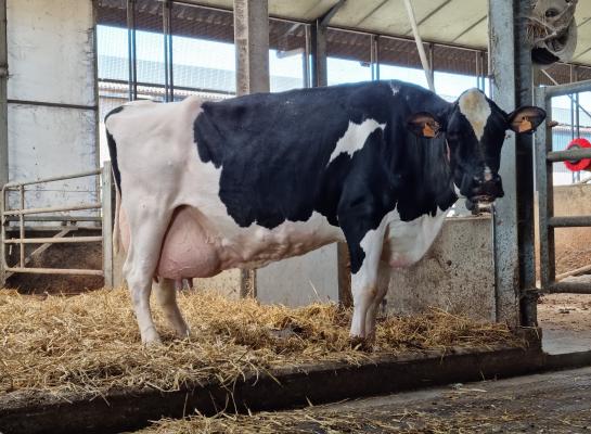 Joke van het Zomerbloemhof produceerde tot nu toe ruim 144.000 kg melk, gemiddeld bijna 50 kg per dag