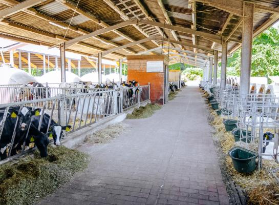 Recent bouwden de ondernemers een nieuwe stal voor de kalfkoeien en jongste kalveren