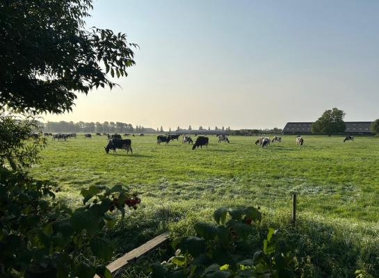 Voor de tijd van het jaar laten de versgrasdata nette cijfers zien