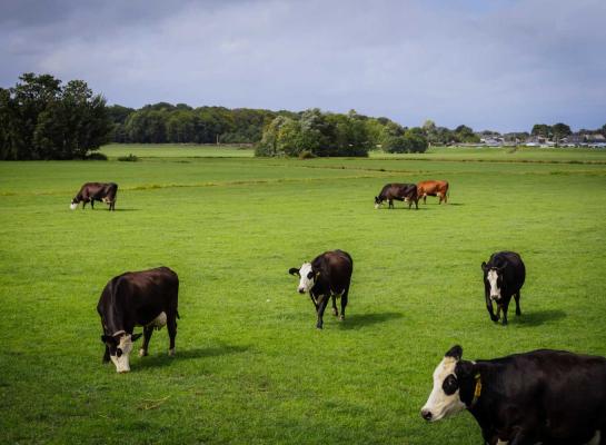Schakelen is het kernwoord voor het advies van de Weideman deze week