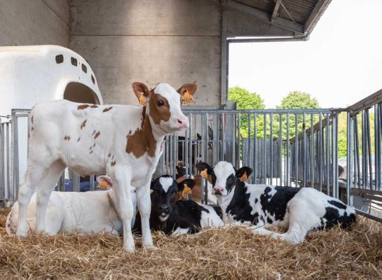 Steeds meer jonge kalveren hoeven niet onthoornd te worden, met name bij roodbont