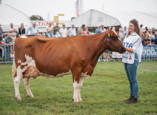 Pien (v. Fageno) won de reservetitel bij de oudere koeien op de keuring divers en schreef de WEA Economische Boerenkoeverkiezing op haar naam (foto: Fleur Maartje Bakker)