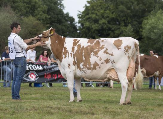 Edelweiss won dit voorjaar ook de roodbonttitel op de fokveeshow Lochem (foto: Teus van Herk/Koeienfoto’s.nl)
