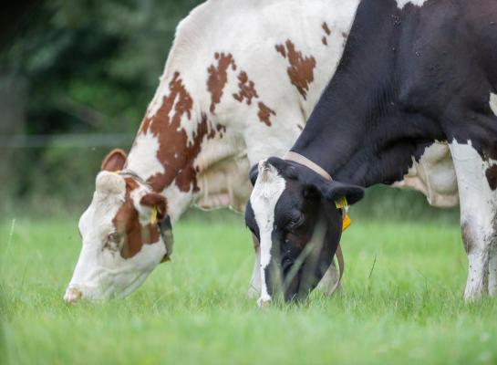 De vemwaarden liggen op een laag niveau, maar de hoeveelheid eiwit en suiker is normaal voor de tijd van het jaar