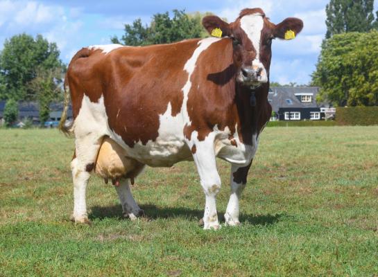 Mrij-koe Lana smijt met haar voer, maar niet met haar krachten. Zo produceerde ze al meer dan 120.000 kg melk en reikte ze tot drie sterren (foto: Harrie van Leeuwen)