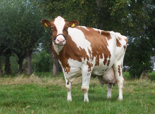 Willy 357 is met gehalten van bijna vijf procent vet en vier procent eiwit altijd een van de betere melkkoeien geweest op het veenweidebedrijf van de familie Vreeswijk (foto: Harrie van Leeuwen)